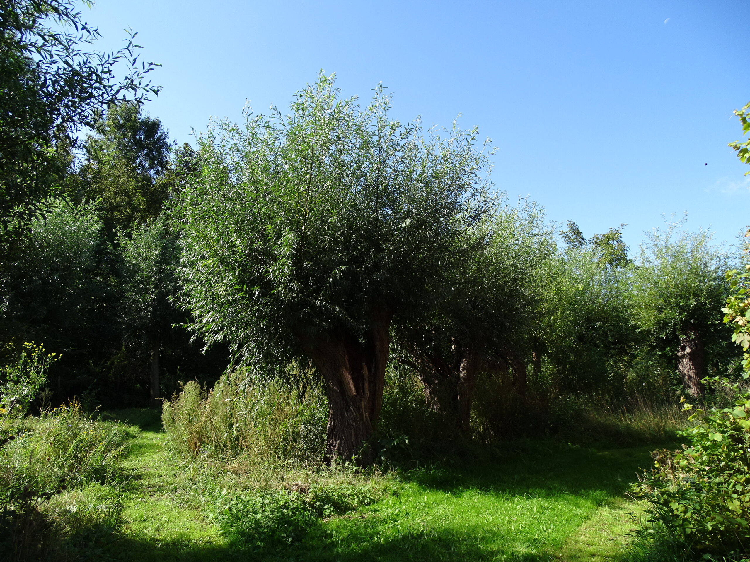 landschappelijke tuin grote foto